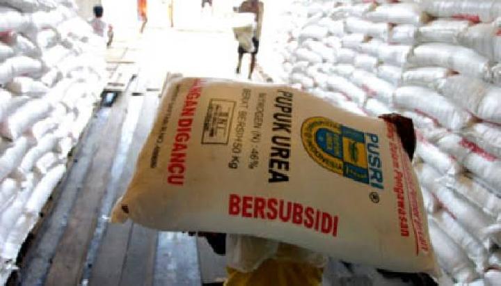 Aceh Barat Daya (Abdya) merupakan salah satu daerah yang memiliki potensi pertanian yang sangat besar di Indonesia. Dengan lahan subur dan dukungan dari pemerintah, sektor pertanian di Abdya memiliki peluang besar untuk berkembang dan memberikan kontribusi signifikan terhadap perekonomian lokal. Dalam rangka mendukung para petani dan meningkatkan produksi pertanian, pemerintah memberikan alokasi pupuk subsidi. Baru-baru ini, Abdya mendapatkan tambahan alokasi pupuk subsidi sebanyak 450 ton, yang diharapkan dapat meningkatkan hasil pertanian dan kesejahteraan para petani. Artikel ini akan membahas secara mendetail mengenai tambahan alokasi pupuk subsidi tersebut, dampaknya terhadap sektor pertanian, peran pemerintah, serta tantangan yang harus dihadapi. 1. Pentingnya Pupuk Subsidi bagi Pertanian di Aceh Barat Daya Pupuk subsidi merupakan salah satu komponen vital dalam usaha pertanian. Dalam konteks Aceh Barat Daya, penggunaan pupuk subsidi sangat penting untuk meningkatkan hasil produksi pangan. Dengan kualitas tanah yang bervariasi, penggunaan pupuk yang tepat dapat memaksimalkan potensi lahan yang ada. Pupuk subsidi dirancang untuk membantu petani mendapatkan akses terhadap produk yang berkualitas dengan harga yang terjangkau. Salah satu manfaat utama dari pupuk subsidi adalah kemampuannya dalam memperbaiki kesuburan tanah. Pupuk mengandung berbagai unsur hara penting yang diperlukan oleh tanaman, seperti nitrogen, fosfor, dan kalium. Unsur hara ini sangat penting dalam proses fotosintesis, pertumbuhan akar, dan pembentukan buah. Dengan tambahan 450 ton pupuk subsidi, diharapkan para petani di Abdya dapat meningkatkan produktivitas lahan pertanian mereka. Selain itu, subsidi pupuk dapat berkontribusi dalam mengurangi biaya produksi. Dengan harga pupuk yang lebih terjangkau, petani dapat mengalokasikan anggaran mereka untuk keperluan lainnya, seperti pembelian bibit unggul dan penerapan teknologi pertanian. Ini menjadi peluang bagi petani untuk meningkatkan hasil panen dan pendapatan mereka. Namun, penting untuk diingat bahwa penggunaan pupuk harus dilakukan dengan bijak. Pupuk yang berlebihan dapat menyebabkan pencemaran lingkungan dan kerusakan ekosistem. Oleh karena itu, edukasi mengenai penggunaan pupuk yang tepat perlu dilakukan agar para petani dapat memanfaatkan pupuk subsidi secara optimal. 2. Dampak Tambahan Alokasi Pupuk Subsidi Terhadap Petani dan Komunitas Penambahan alokasi pupuk subsidi sebanyak 450 ton di Aceh Barat Daya diharapkan memberikan dampak yang positif baik bagi petani maupun komunitas secara keseluruhan. Dampak ini dapat dilihat dari beberapa aspek, seperti peningkatan hasil pertanian, stabilitas ekonomi, dan pengurangan kemiskinan. Dengan ketersediaan pupuk yang lebih banyak, petani memiliki kesempatan untuk meningkatkan hasil panen mereka. Peningkatan produksi pangan tidak hanya akan memenuhi kebutuhan lokal, tetapi juga dapat mendukung program ketahanan pangan nasional. Hasil pertanian yang melimpah akan membantu menstabilkan harga pangan di pasar, yang pada gilirannya akan memberikan keuntungan bagi petani. Stabilitas ekonomi di tingkat masyarakat juga akan terwujud. Ketika petani mendapatkan hasil yang baik, pendapatan mereka meningkat, sehingga dapat mengurangi angka kemiskinan di daerah tersebut. Dengan pendapatan yang lebih tinggi, petani mampu memenuhi kebutuhan dasar mereka, seperti pendidikan dan kesehatan. Ini akan membawa perubahan positif bagi kualitas hidup masyarakat di Abdya. Namun, tantangan tetap ada. Distribusi pupuk yang tepat waktu dan merata menjadi kunci untuk memastikan bahwa semua petani dapat memanfaatkan alokasi pupuk subsidi ini. Jika distribusi tidak berjalan dengan baik, maka beberapa petani mungkin tidak mendapatkan pupuk yang mereka butuhkan tepat waktu, yang dapat menghambat proses tanam dan panen. 3. Peran Pemerintah dalam Mendukung Sektor Pertanian Pemerintah memiliki peran yang sangat penting dalam mendukung sektor pertanian, terutama dalam penyediaan pupuk subsidi. Dalam hal ini, pemerintah daerah dan pusat perlu berkolaborasi untuk memastikan bahwa alokasi pupuk dapat berjalan dengan baik dan efektif. Program pupuk subsidi tidak hanya harus ada di atas kertas, tetapi juga harus diimplementasikan dengan baik di lapangan. Salah satu langkah yang diambil pemerintah adalah melakukan sosialisasi dan edukasi kepada petani mengenai pentingnya pupuk dan cara penggunaannya. Melalui pelatihan dan seminar, pemerintah dapat memberikan informasi yang diperlukan agar petani memahami bagaimana cara menerapkan pupuk subsidi secara tepat. Ini termasuk pemahaman tentang dosis penggunaan, waktu aplikasi, dan pengelolaan tanah. Selain itu, pemerintah juga perlu memastikan bahwa distribusi pupuk subsidi dilakukan secara adil dan merata. Pengawasan terhadap distribusi ini sangat penting untuk menghindari adanya penyelewengan atau penyalahgunaan alokasi pupuk. Dengan sistem distribusi yang transparan dan akuntabel, kepercayaan petani terhadap program subsidi akan meningkat. Pemerintah juga dapat meningkatkan akses petani terhadap teknologi pertanian modern. Dengan mengadopsi teknologi pertanian yang tepat, petani dapat memaksimalkan penggunaan pupuk dan meningkatkan hasil pertanian. Untuk itu, dukungan dari pemerintah dalam hal penelitian dan pengembangan teknologi pertanian sangat diperlukan. 4. Tantangan dalam Implementasi Alokasi Pupuk Subsidi Meskipun alokasi pupuk subsidi sebanyak 450 ton di Aceh Barat Daya memberikan harapan besar, namun tantangan dalam implementasinya tetap ada. Beberapa tantangan yang mungkin dihadapi antara lain adalah masalah distribusi, kesadaran petani, dan perubahan iklim. Distribusi pupuk subsidi yang tidak merata dapat menjadi kendala utama. Jika tidak ada sistem distribusi yang efisien, maka akan ada petani yang tidak mendapatkan pupuk tepat waktu. Hal ini dapat mengganggu jadwal tanam dan panen mereka, yang pada akhirnya berdampak pada hasil produksi. Kesadaran petani mengenai penggunaan pupuk subsidi yang tepat juga menjadi tantangan. Meskipun pupuk subsidi dapat meningkatkan hasil pertanian, namun petani harus memiliki pengetahuan yang cukup untuk menggunakannya secara efektif. Tanpa pemahaman yang baik, penggunaan pupuk justru dapat berakibat negatif, seperti pencemaran tanah dan air. Perubahan iklim juga menjadi tantangan yang tidak bisa diabaikan. Dengan kondisi iklim yang tidak menentu, keberhasilan hasil panen menjadi lebih sulit diprediksi. Dalam hal ini, pemerintah perlu menyediakan informasi yang akurat dan terkini mengenai kondisi cuaca agar petani dapat melakukan penyesuaian yang diperlukan.