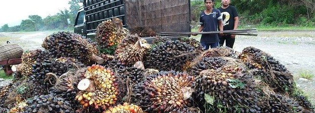 Update Harga TBS Kelapa Sawit di Abdya, Segini Harga Sawit Hari Ini 21 Agustus 2024